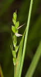 Ouachita Mountain sedge